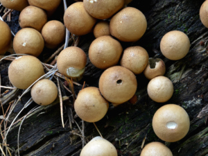 mushroomページ Mushroom Paradise — TheTrapShop (HOME)