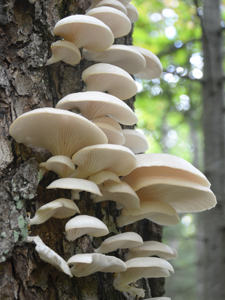 mushroomページ Mushroom Paradise — TheTrapShop (HOME)